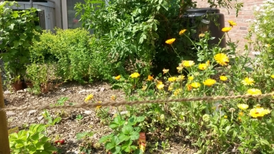 thumb Färbergarten14 4