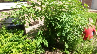 thumb Färbergarten14 6